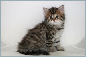 Female Siberian Kitten from Deedlebug Siberians